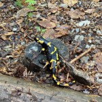 „Tylko ten, kto wędruje, odnajduje nowe ścieżki”