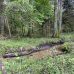 XXV Rajd Szlakiem mjr. Henryka Dobrzańskiego „Hubala”